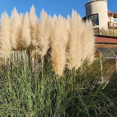 Отель Family Kedara 2*